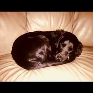 Meet your Posher, Alan